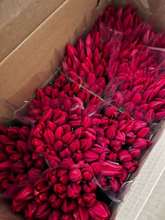 Тюльпаны экстра класса