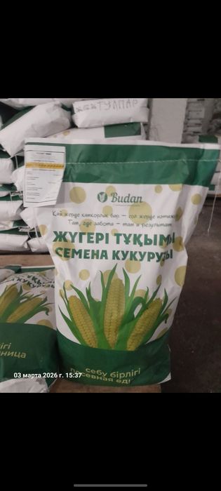 Кукуруза жугеры семена Урук