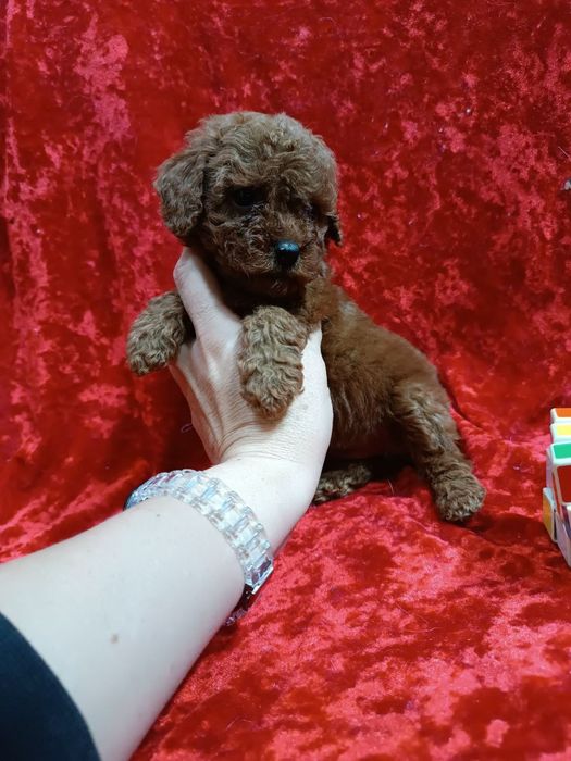 Щенки пуделя.клубные