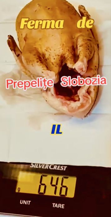 Vând ouă incubat POLARA GIGANT XXL, pui, tineret