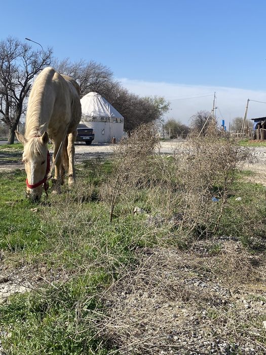 Саумал Қымыз көзбе-көз