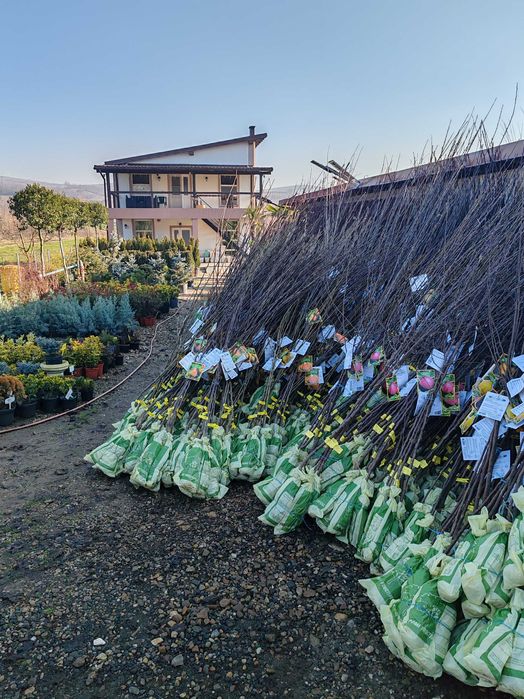 Pomi fructiferi anul 2,3,4 certificați cu rădăcină ambalata