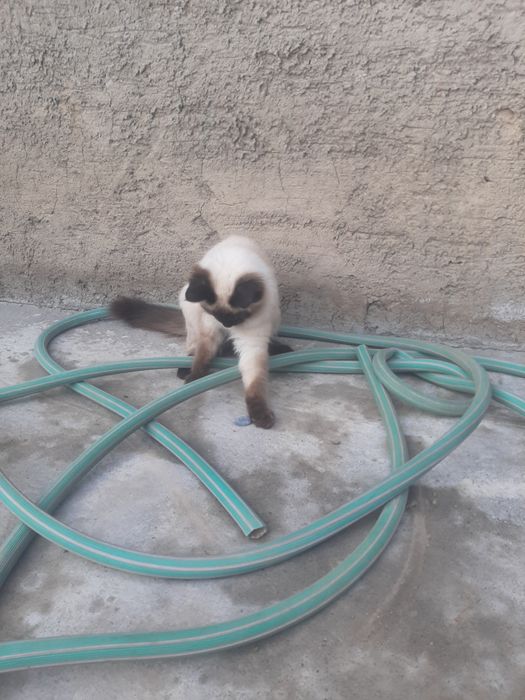 Котёнок 1 год мальчик