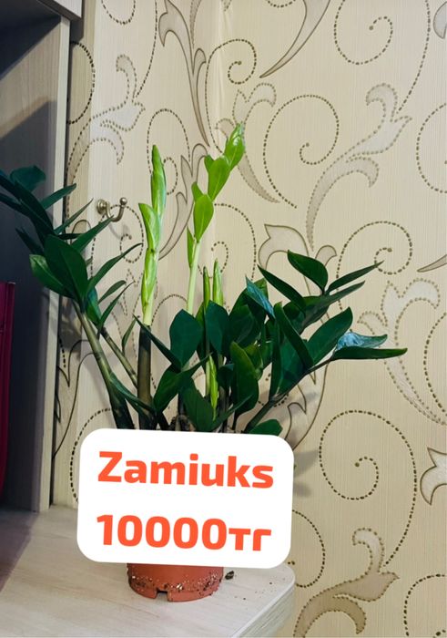 Продам  Цветы ком