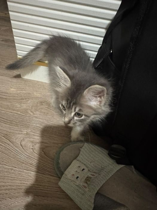 Кошка красивая,,