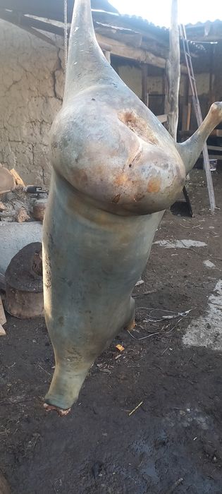 Қозы. Тоқты қошқарларды ұйытып  сатылады.