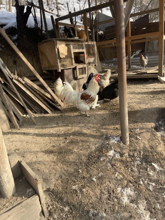 Продам домашних петушков