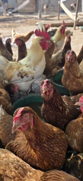 Ломан браун тауық