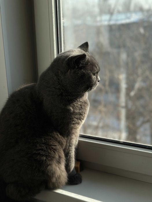 Отдам кота в хорошие руки
