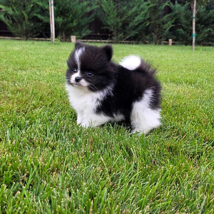 Pui rasa pomeranian
