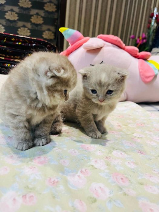 1 oylik Scottish Fold mushuk sotiladi