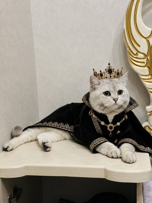 ВЯЗКА ( VYAZKA ) Британский кот Серебристая Шиншилла кот ! Nasl oliwga