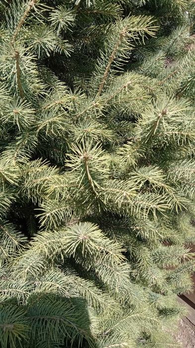 Продам живую  ёлку