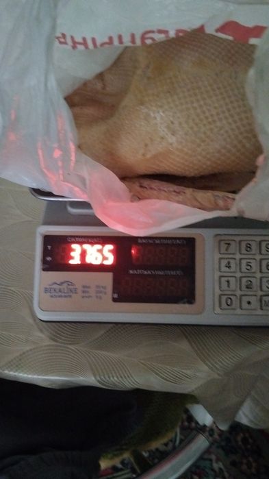 Домашние   гуси.