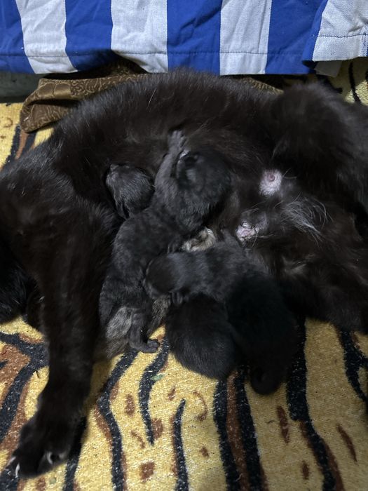 Отдам котят в добрые руки