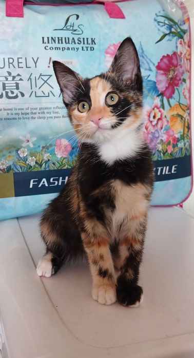 4 та мушук болалари яхши кулларга