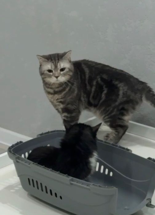 Отдам котят в добрые руки