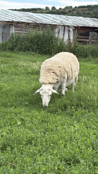 Vand 2 berbeci foarte buni pentru monta.