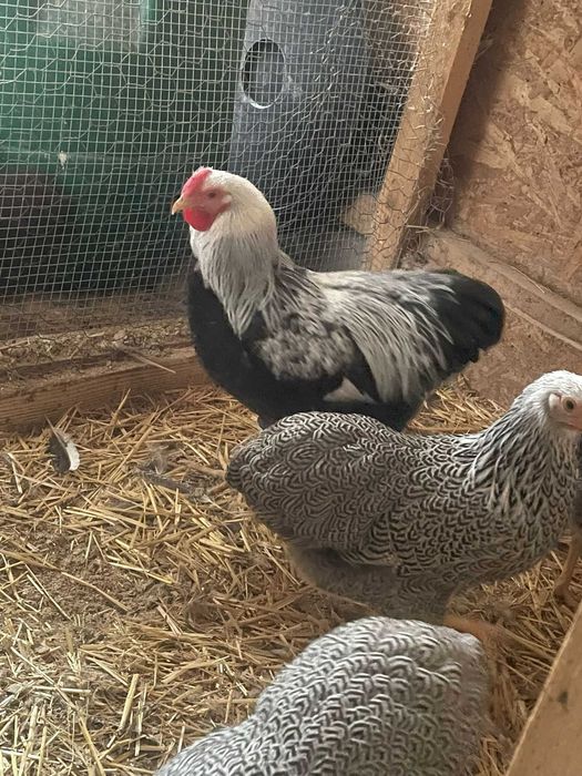 Wyandotte Pitic Argintiu cu benzi  2025