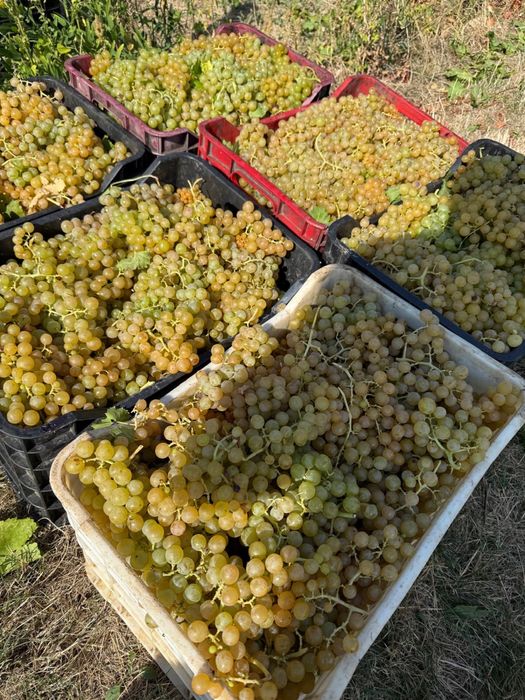 Struguri de vin