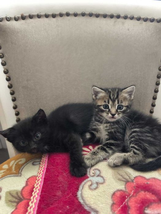 Отдам котят за 3 копейки