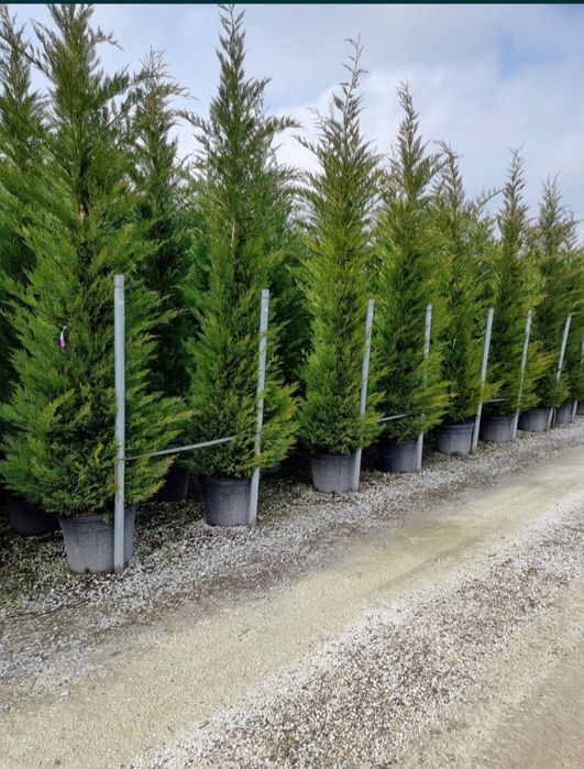 Vând tuia leylandii de mai multe dimensiuni