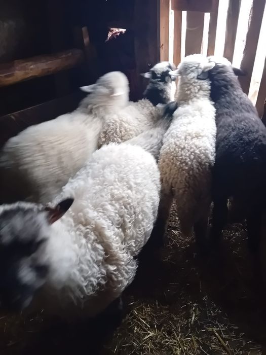 Vând miei pentru Paste