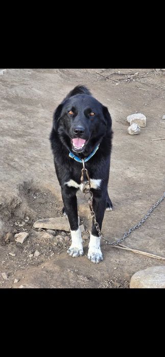 Обучено куче. Пазач на 100%