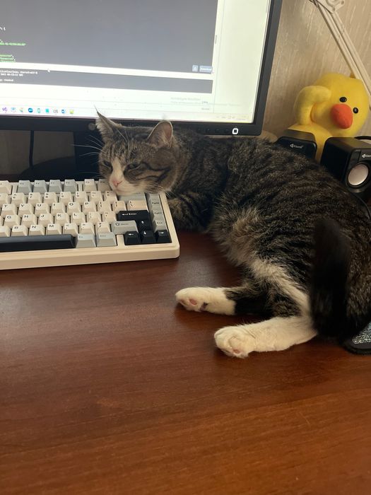 Кошка ищет любящий дом