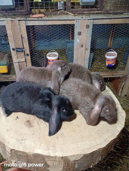 Pui Berbec German Havana