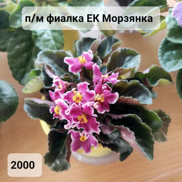 Комнатные цветы.