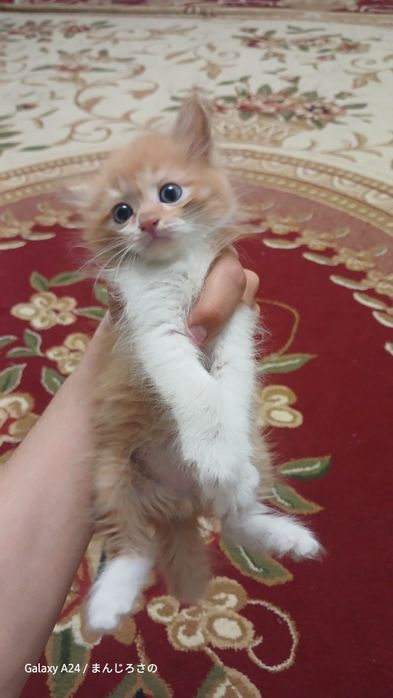 Есть котята в хорошего руки