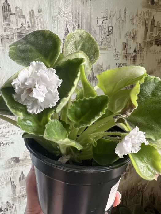 Фиалки 700 тенге