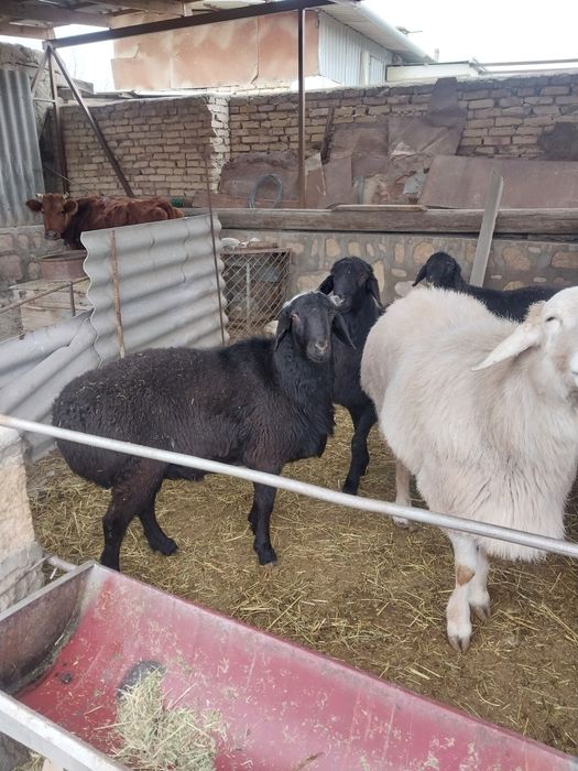 6 ta boqilgan qochqor sotiladi