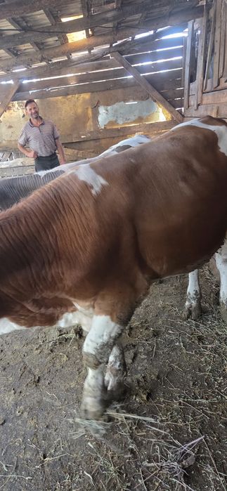 Vând 2 tauri de 200 300 kg