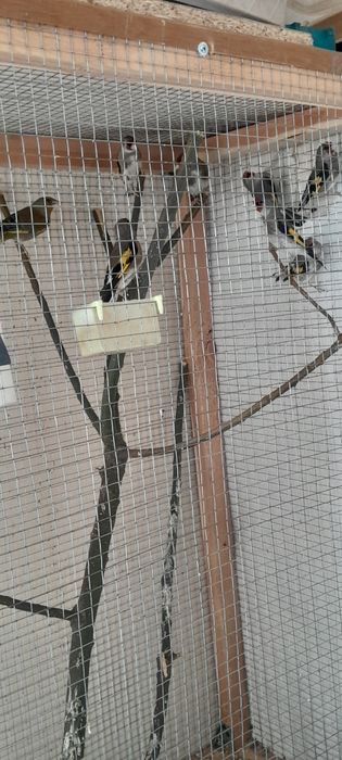 Сава норчи  200000 дан бошланади