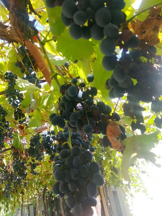 Продавам грозде в с. Гривица