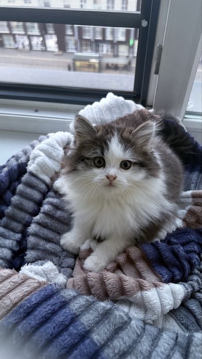 Котенки мальенкие