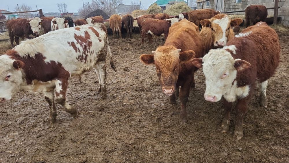 Продам годовалых бычков