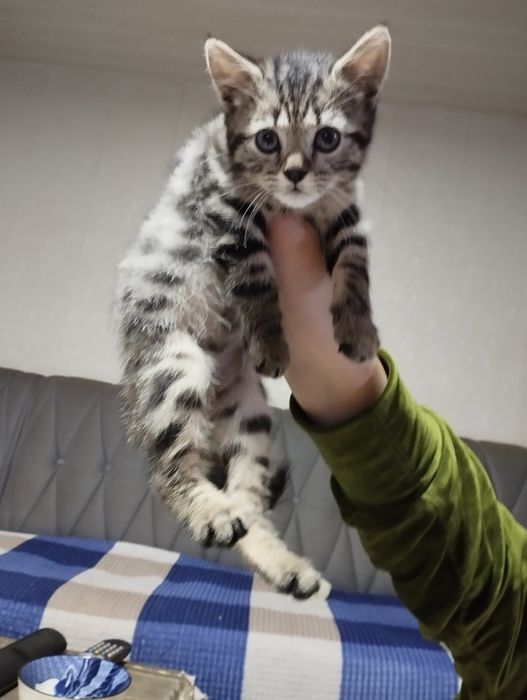 Mushuk bolasi sotiladi