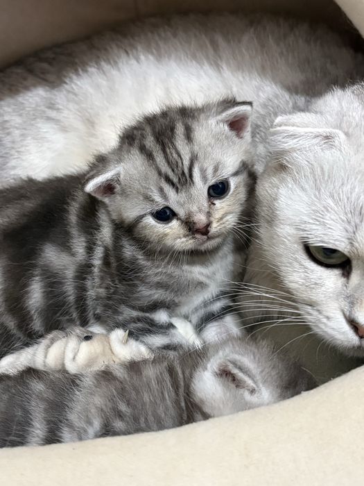 Продам котят. Осталась 2 девочки