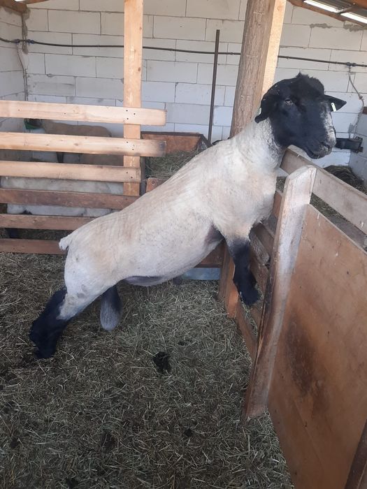 Suffolk berbecut anul acesta