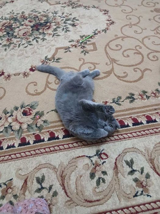 Продаётся девочка скоттиш страйт со всема принадлежностими, 7 месяца.