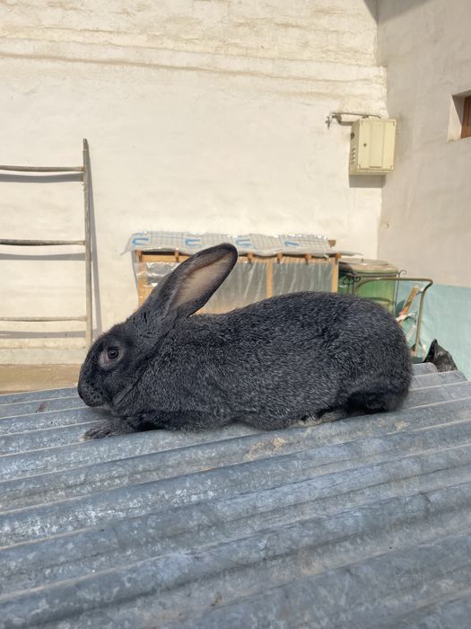 Quyon velikan toza qon