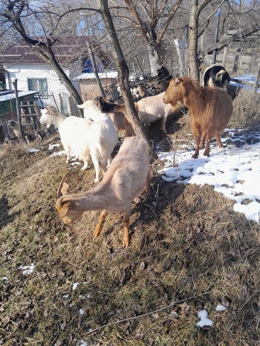 Capre tinere gestante