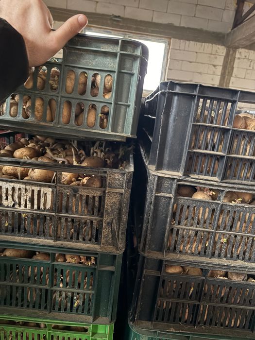 Cartofi de sămânță/ Arizona