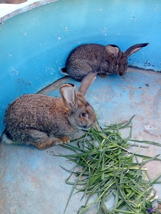 Породистые кролики Великаны