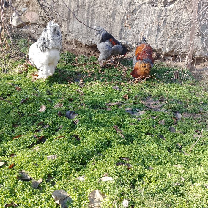 Обменяю куры брама