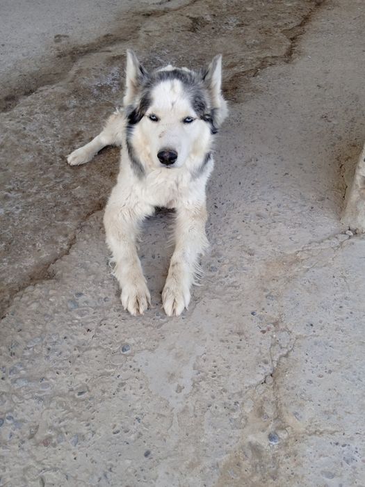 hatiko it kafolati bila