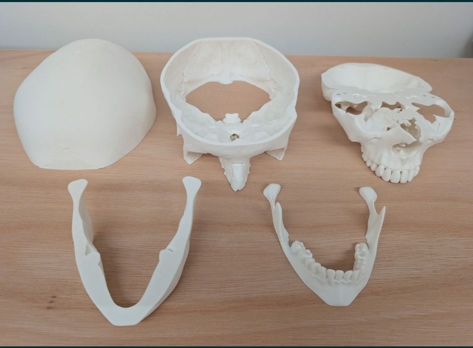 Анатомичен модел на човешки череп